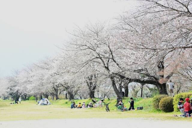 庁舎南側のグラウンドで花見をする人