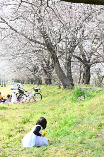 桜の木の近くでタンポポを摘む子ども