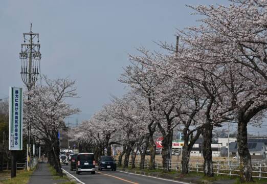 菰野町庁舎東側の桜並木