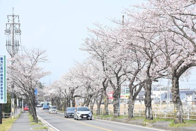 菰野町庁舎の前の桜並木の道路を走る車