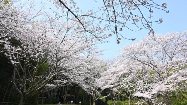 薄墨桜が満開の春の丘