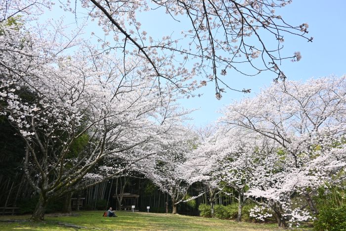 薄墨桜が満開の春の丘