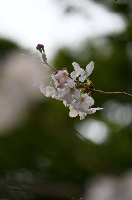 竹林を背景にした桜の写真