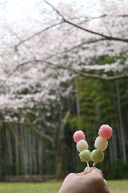 花見だんごを手に桜を眺める
