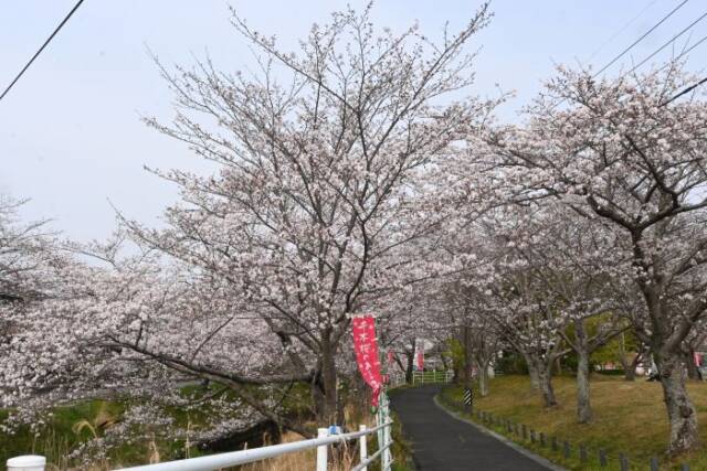 鹿化川の桜並木