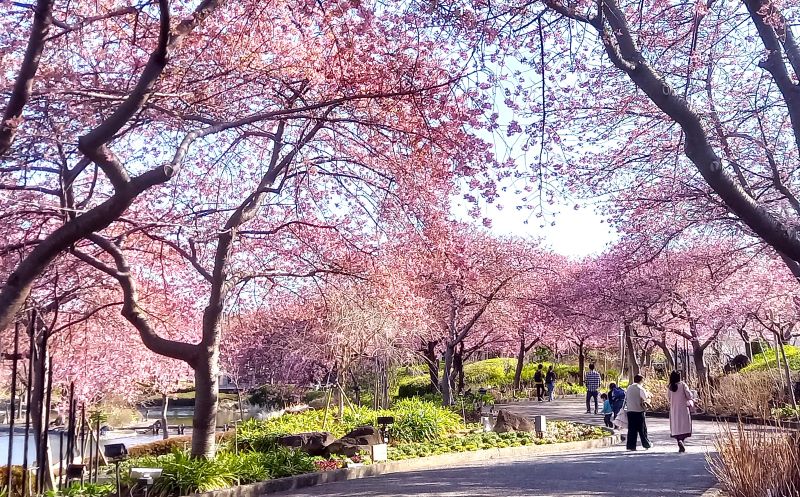 20260228_144915河津桜改訂