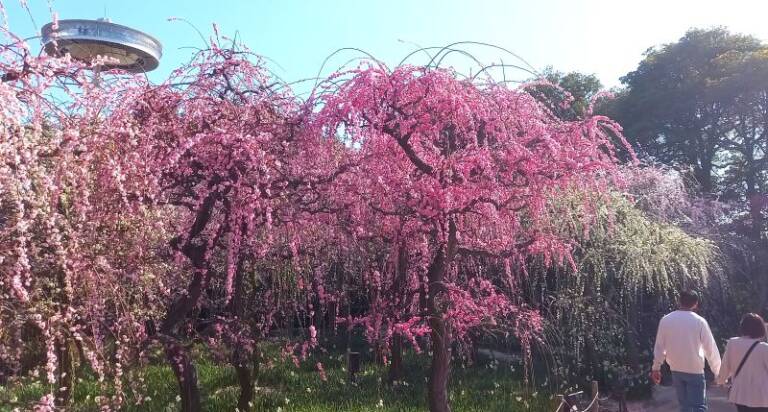 枝垂れ梅と河津桜が見ごろ、三重県の「なばなの里」で春進む