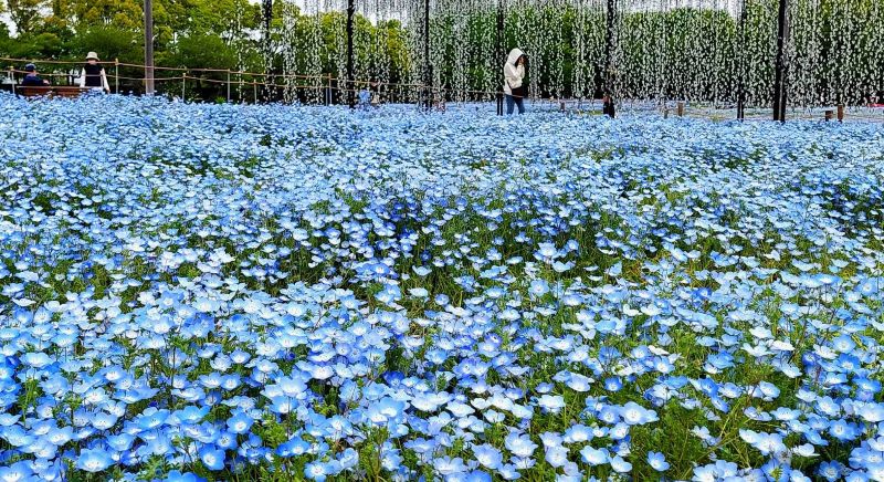 ネモフィラ主役に、青紅葉も鮮やか、なばなの里で見ごろ、5月はバラ園も最盛期