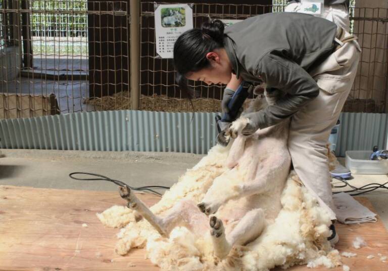 こちらも夏に備えて衣替え、四日市の南部丘陵公園でヒツジの毛刈り