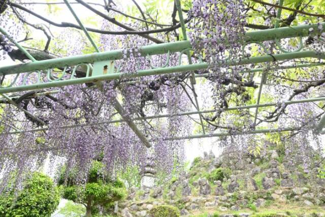 五百羅漢の石像の前の藤棚