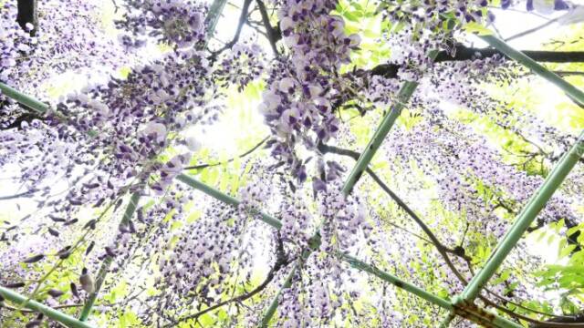 下から見上げた藤棚