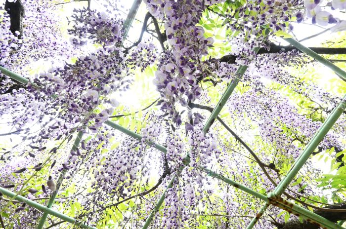 下から見上げた藤棚