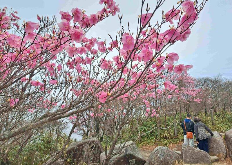 アカヤシオのピンクの花が見ごろ、三重県の御在所岳、5月初旬まで山上公園などで