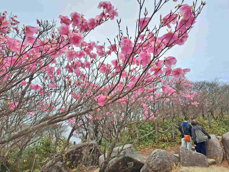アカヤシオのピンクの花が見ごろ、三重県の御在所岳、5月初旬まで山上公園などで
