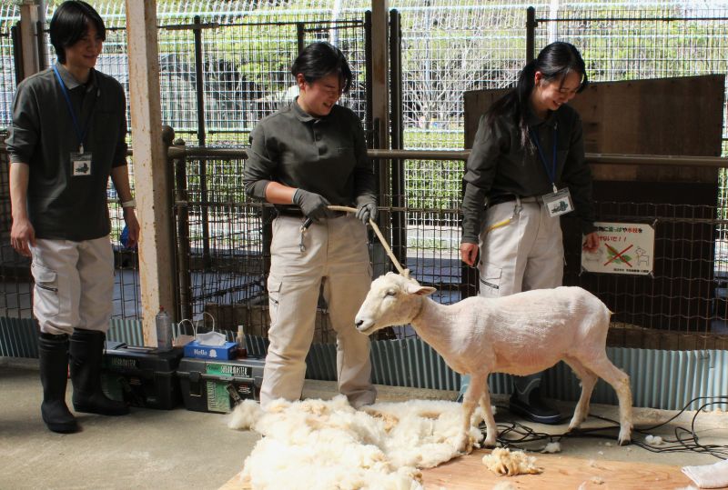 IMG_6397毛刈り後改訂