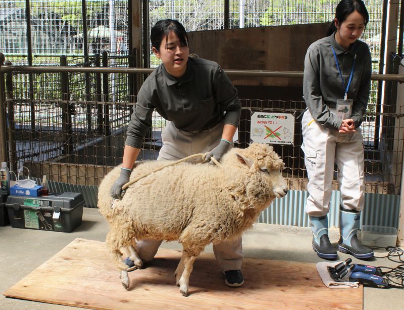 IMG_6361毛刈り前改訂