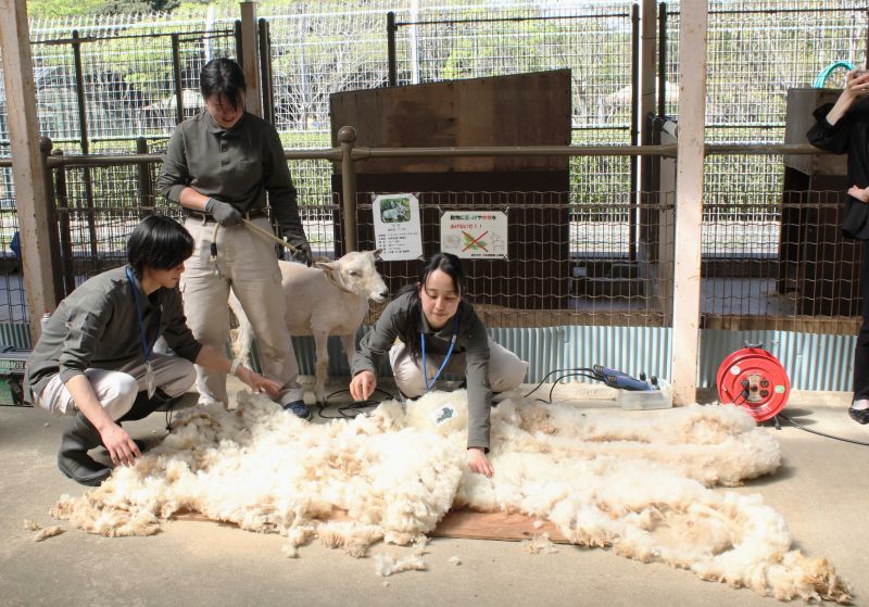 IMG_6401毛の大きさ改訂