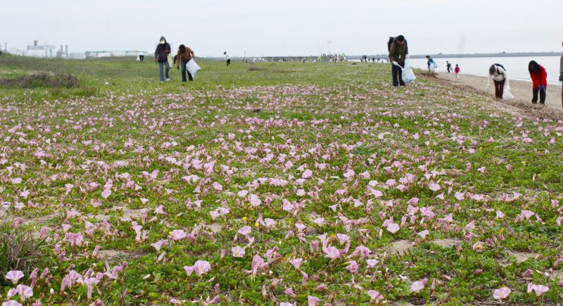 ハマヒルガオが満開、花を愛でながら約180人が海岸清掃、四日市の吉崎海岸