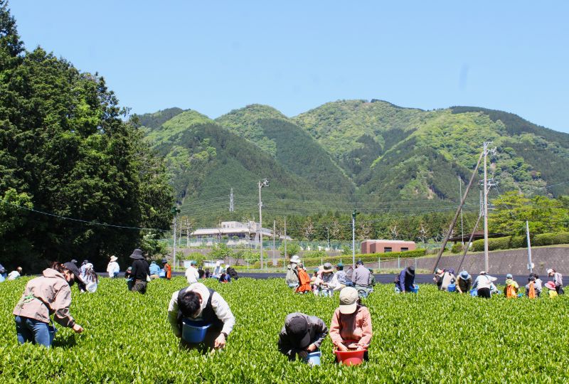 青空の下は新茶の季節、親子ら50人余が茶摘みを体験、四日市の茶業振興センター