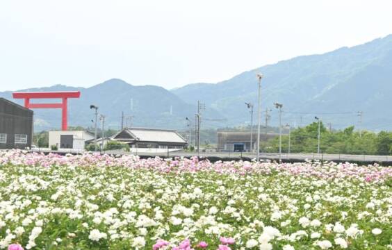 赤い鳥居の前に広がるシャクヤクの花畑