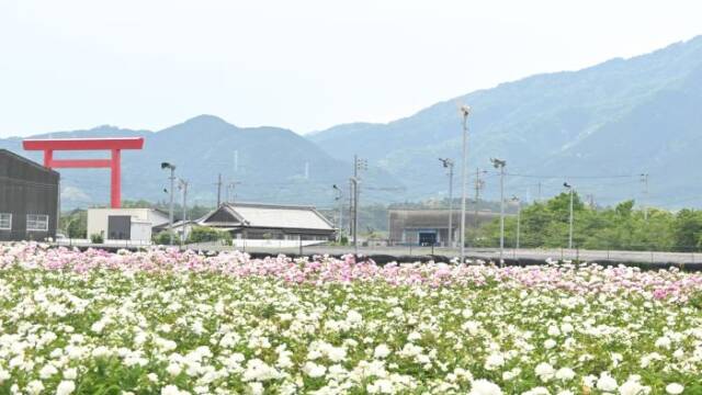 赤い鳥居の前に広がるシャクヤクの花畑