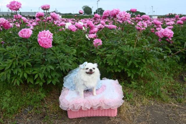 シャクヤクと一緒に写真に納まるペットのチワワ