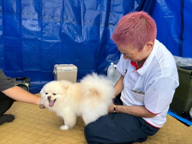 小型犬に整体施術をする犬の整体師の藤井巳幸さん