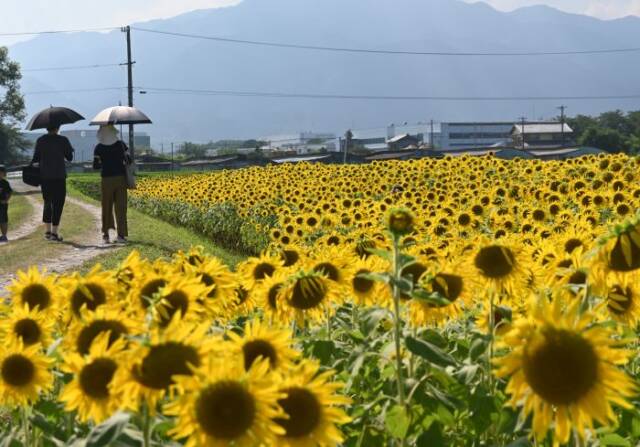ヒマワリ畑の横の道を日傘をさして歩く2人の人