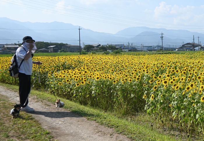 ヒマワリ畑に面した道でペット2匹を散歩させる人