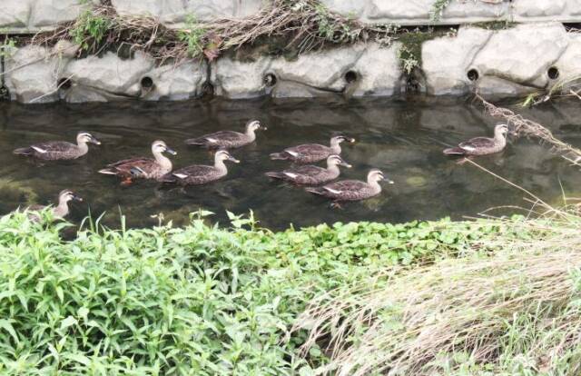 川ではカルガモの家族の散歩も