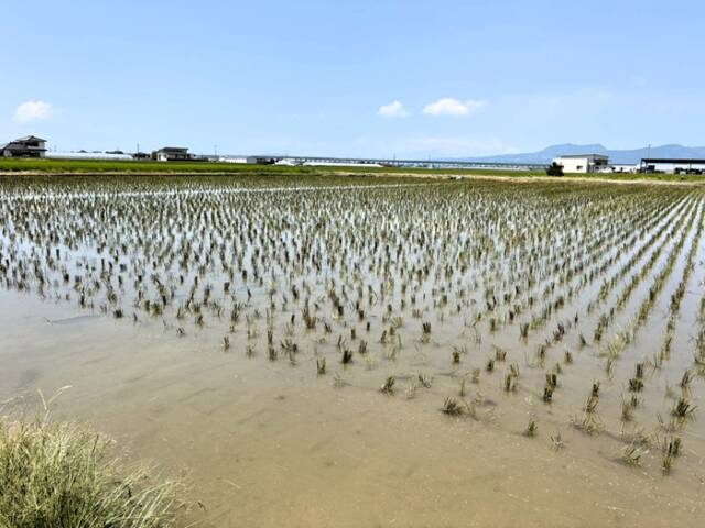 地下水設備のある農家の協力を受け、数軒の農家が共同でい草の苗作りを行う水田