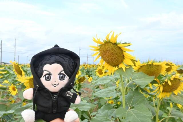 推し活のぬいぐるみとヒマワリ畑