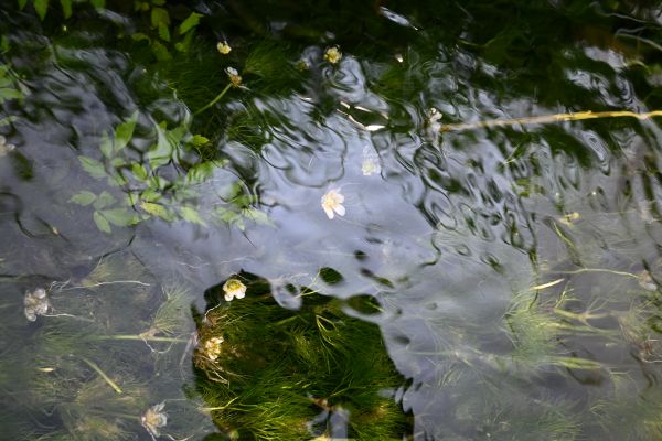 水路に咲く梅花藻