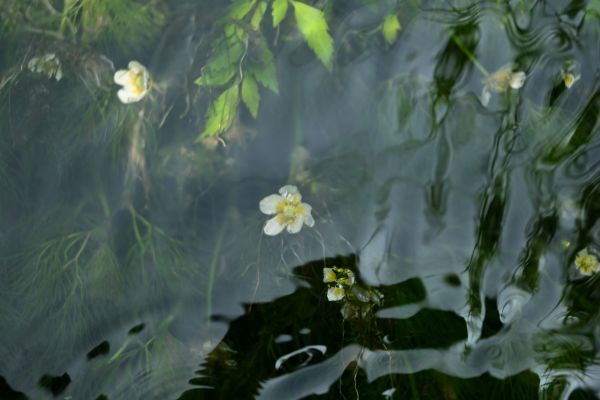 水中で咲く梅花藻