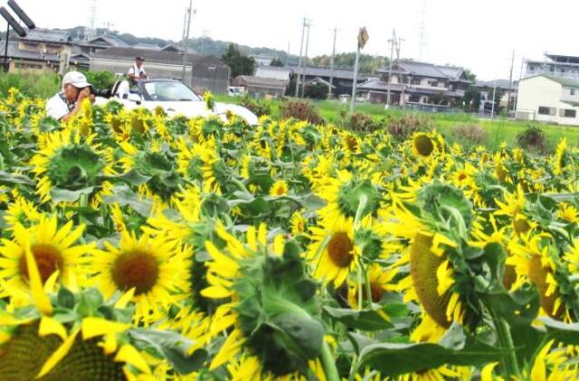 ヒマワリ畑で撮影する人 背後にオープンカーが停まっている