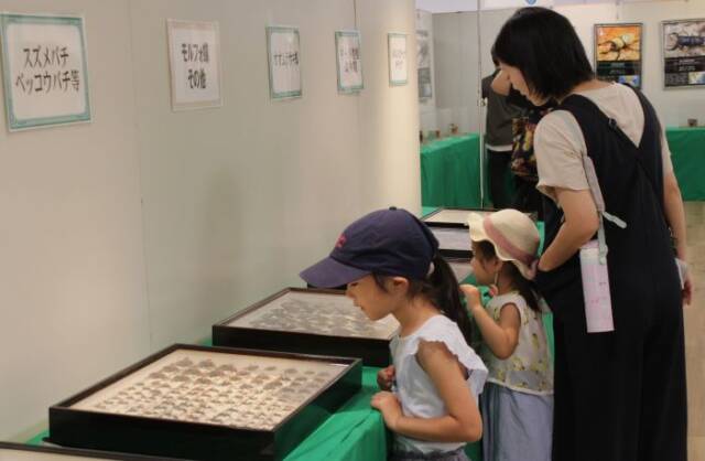 チョウなどさまざまな昆虫の標本も展示されている