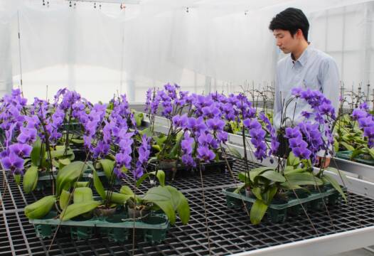 新施設の温室で育つ青い胡蝶蘭「BLUE GENE」