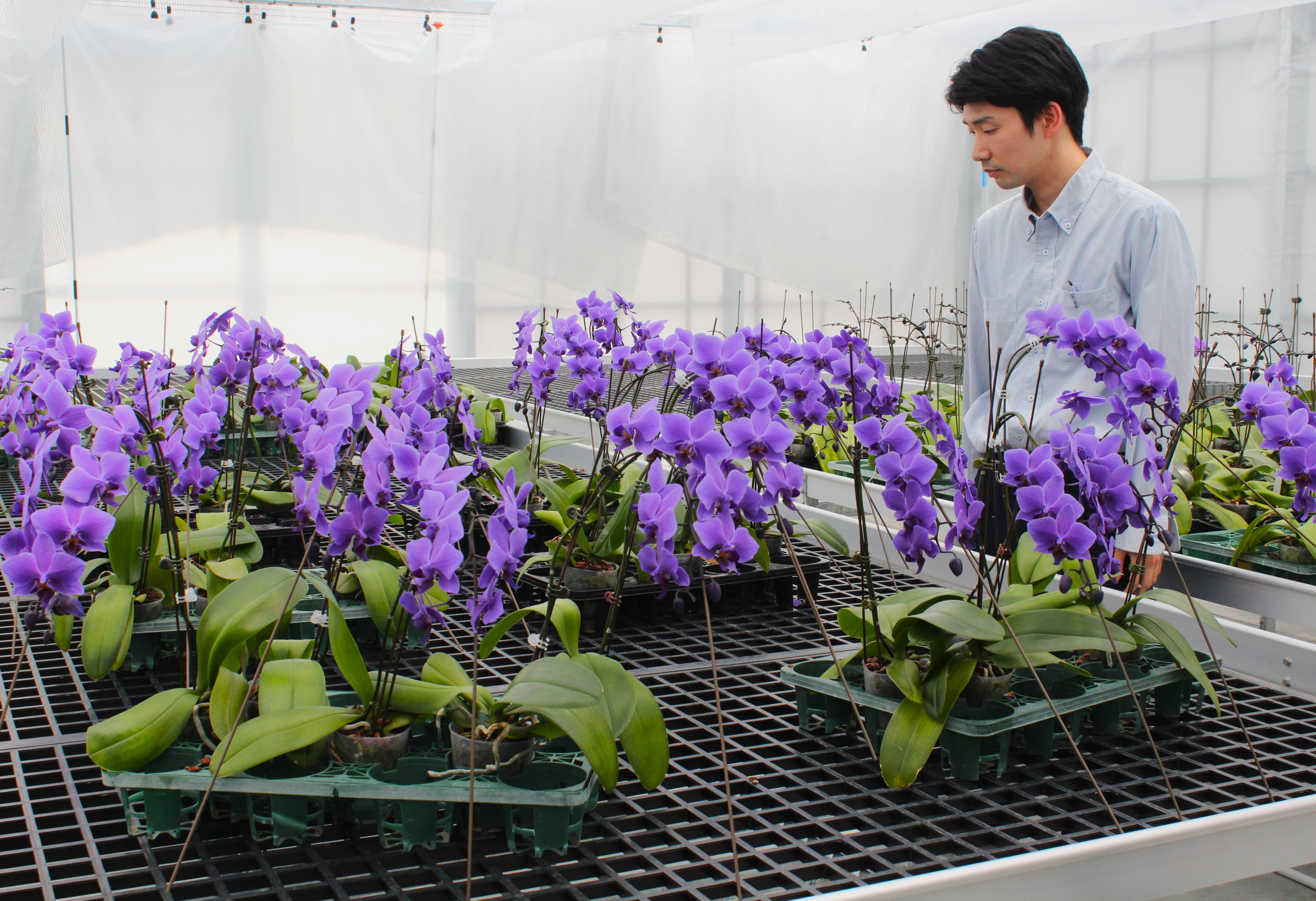 新施設の温室で育つ青い胡蝶蘭「BLUE GENE」