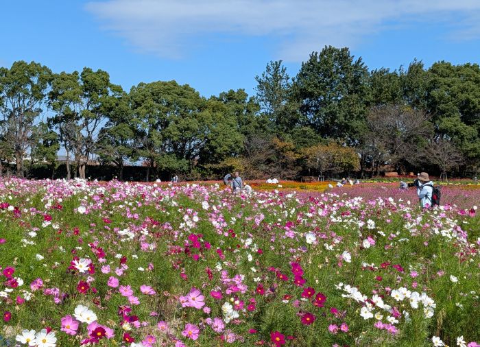 青空に花の色が鮮やかなコスモス