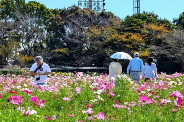 幅広い年代がコスモスの中の散策を楽しんでいる