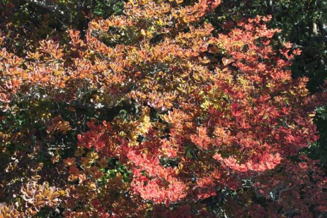 紅葉が始まった「FURURU」の周辺の木々