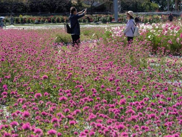 千日紅の花の中で記念写真を撮る人たち