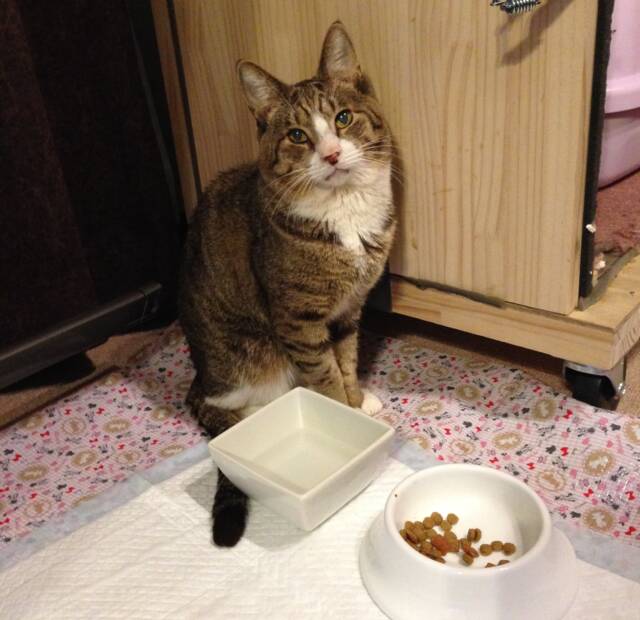 茶トラ白の猫が、水とフードの入った皿の前に座ってカメラを見上げている