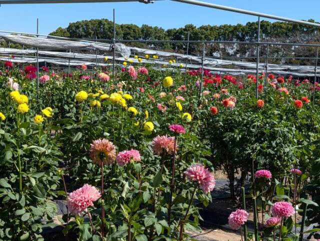 多種多様なダリアの花も咲き誇る